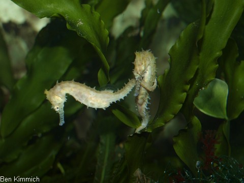 Caulerpa prolifera, Kriechsprossalge