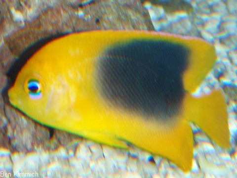 Holacanthus tricolor, Felsensch nheit