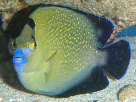 Apolemichthys xanthopunctatus, Goldtupfen-Rauchkaiserfisch