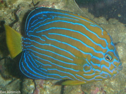 Chaetodontoplus septentrionalis - Blaustreifen-Samtkaiserfisch