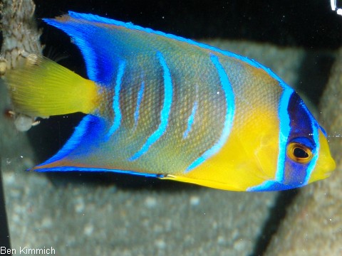 Holacanthus bermudensis, Bermuda-Prachtkaiserfisch