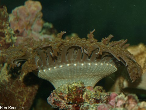 Phymanthus buitendijki, Buitendijks Sandanemone