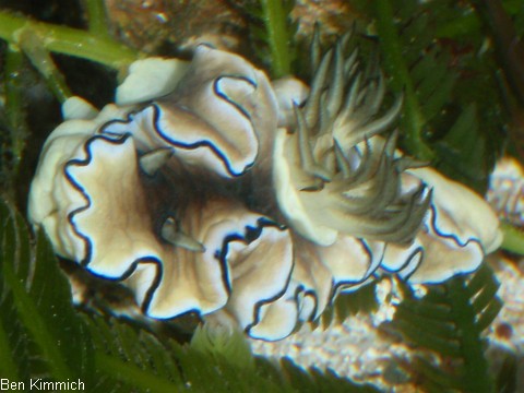 Doriprismatica atromarginata, Schwarzrand-Glossodoris