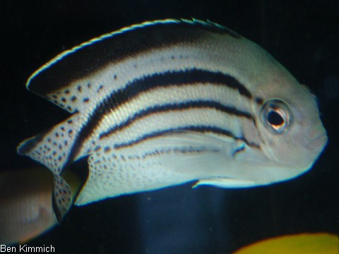 Genicanthus lamarck, Lamarcks Lyrakaiserfisch