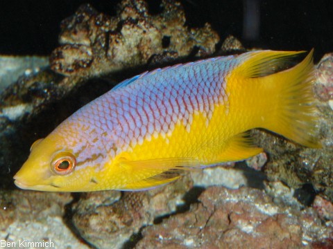 Bodianus rufus, Spanischer Schweinslippfisch