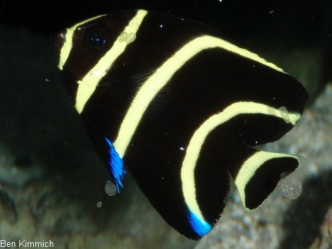 Pomacanthus paru, Franzosen-Kaiserfisch