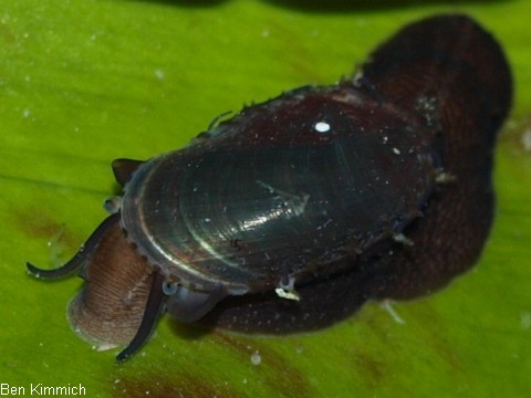 Stomatella varia, Ohrschnecke