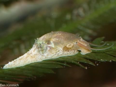 Stomatella varia, Ohrschnecke