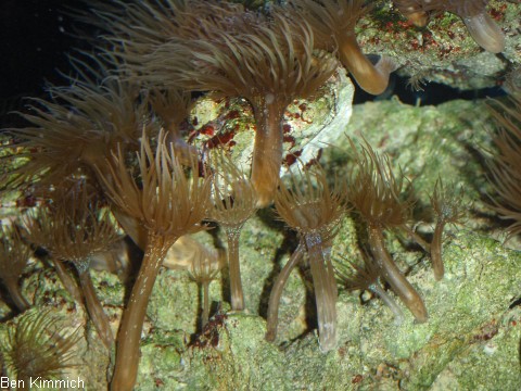 Aiptasia diaphana, Glasrose