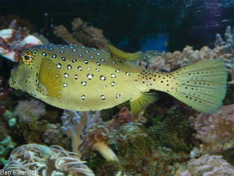 Ostracion cubicus, gew hnlicher Kofferfisch