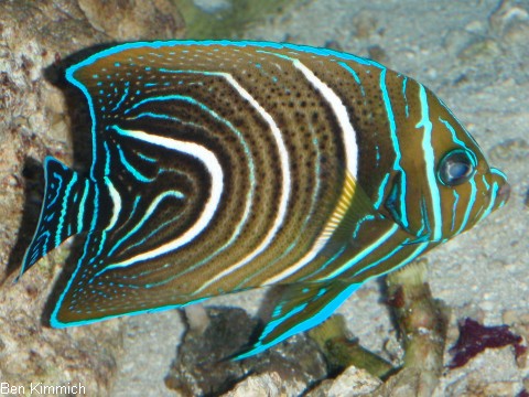 Pomacanthus semicirculatus, Korankaiser