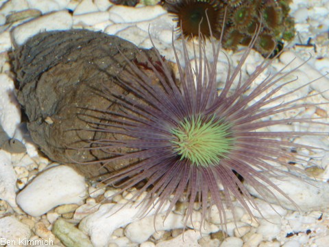 Pachycerianthus sp. 01, Zylinderrose