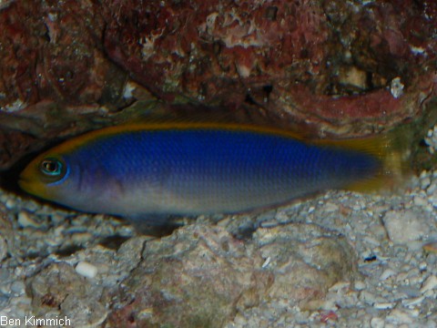 Pseudochromis flavivertex, Gelbrcken Zwergbarsch