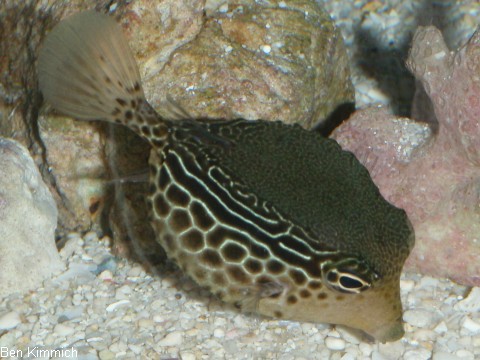 Ostracion solorensis, Kofferfisch