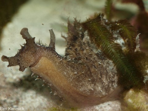 Dolabella auricularia, Seehase