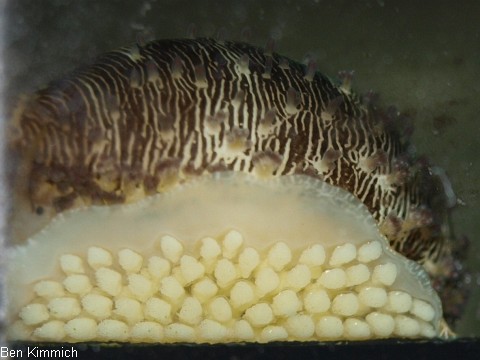 Cypraea annulus, Porzellanschnecke - Erosaria annulus