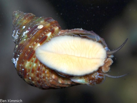 Turbo brunneus - Turbanschnecke