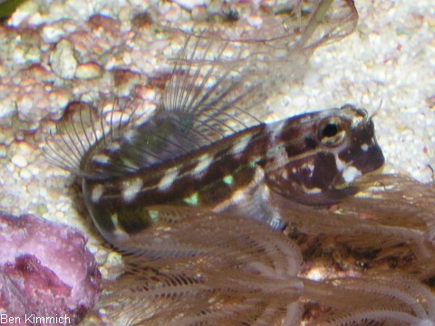 Ecsenius lineatus, Gestreifter Blenny