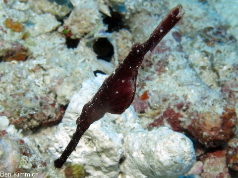 Solenostomus cyanopterus, Robuster Geisterpfeifenfisch