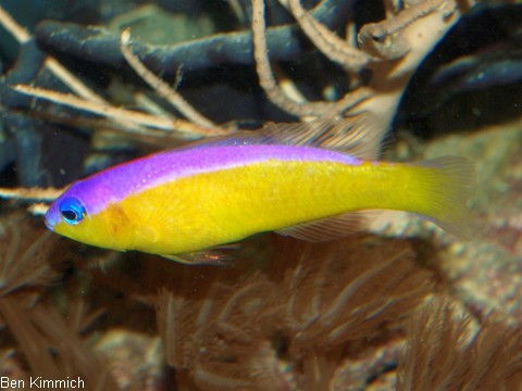 Pictichromis diadema, Diadem-Zwergbarsch