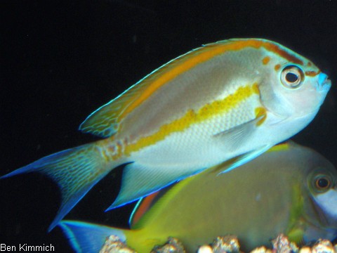 Genicanthus bellus, Pracht-Lyrakaiserfisch