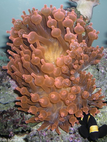 Entacmaea quadricolor, rote Blasenanemone