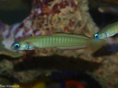 Ptereleotris zebra, Zebra Torpedogrundel