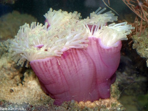 Heteractis magnifica, Prachtanemone oder Mauritiusanemone