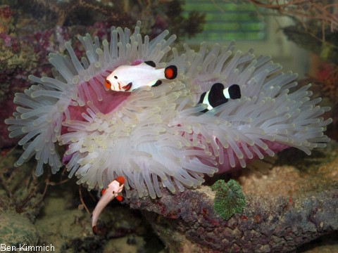 Heteractis magnifica, Prachtanemone oder Mauritiusanemone