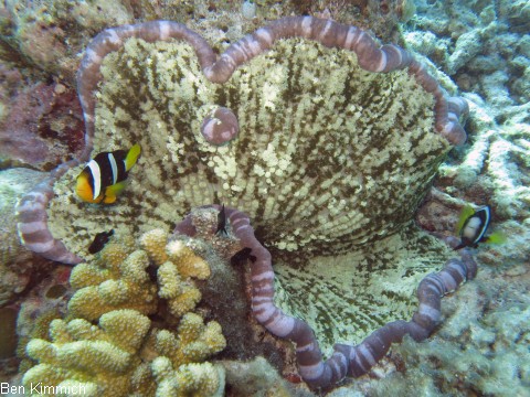 Cryptodendrum adhaesivum - Noppenrand-Anemone