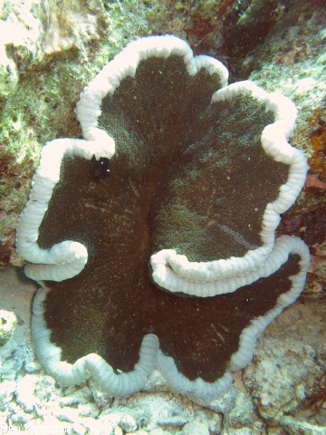 Cryptodendrum adhaesivum - Noppenrand-Anemone