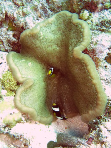 Cryptodendrum adhaesivum - Noppenrand-Anemone