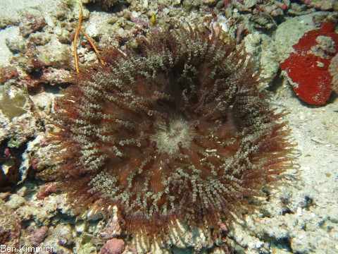 Heteractis aurora, Glasperlen-Anemone