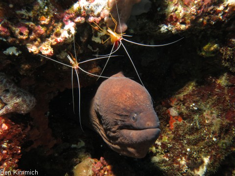 Lysmata amboinensis, Weissbandputzergarnele