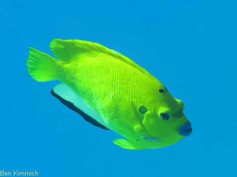 Apolemichthys trimaculatus, Dreipunkt-Rauchkaiserfisch