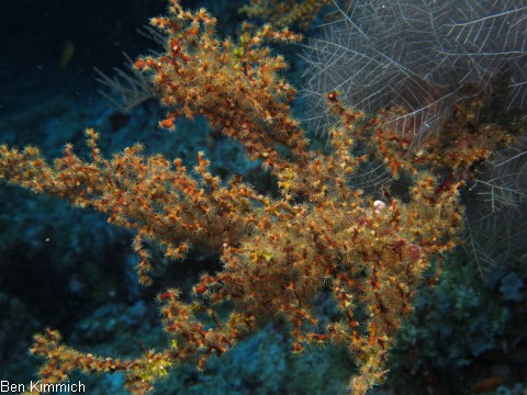 Antipathozoanthus cavernus, Krustenanemone