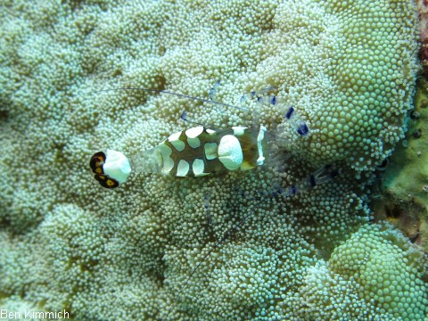 Ancylocaris brevicarpalis, Pfauenaugen-Anemonengarnele