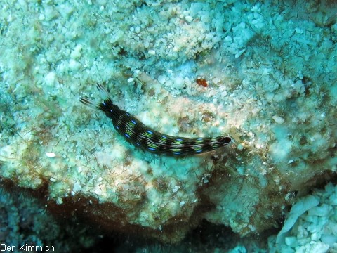 Thuridilla gracilis, Saftsauger