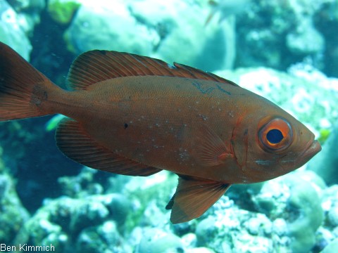 Priacanthus hamrur, Groaugenbarsch