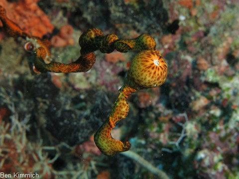 Nemanthus annamensis, Schmarotzeranemone