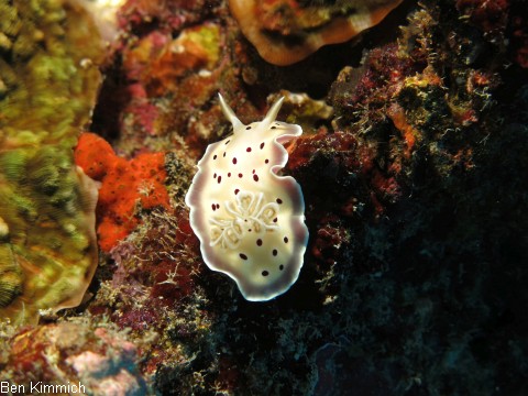 Goniobranchus tritos, Prachtsternschnecke