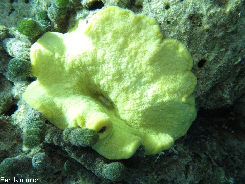 Cryptodendrum adhaesivum - Noppenrand-Anemone