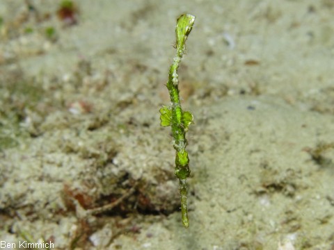 Solenostomus halimeda, Geisterpfeifenfisch