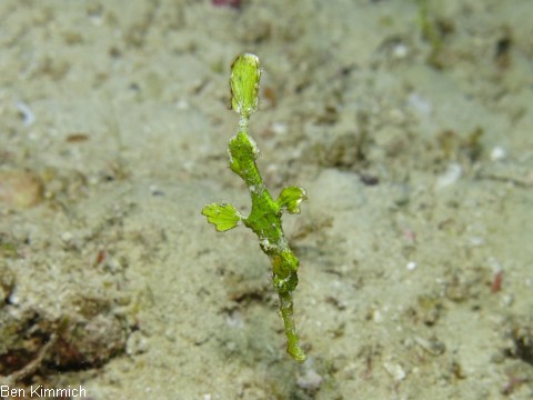 Solenostomus halimeda, Geisterpfeifenfisch