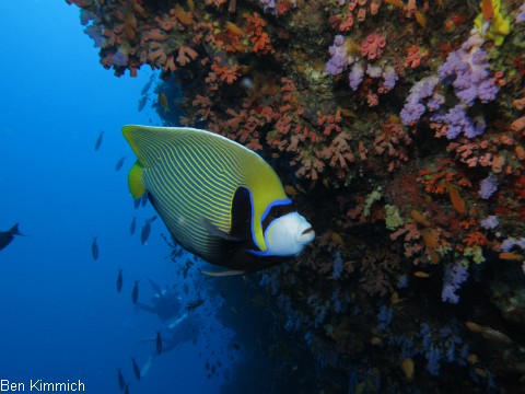 Pomacanthus imperator, Imperator Kaiserfisch