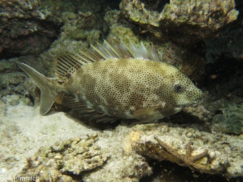 Siganus stellatus, Kaninchenfisch