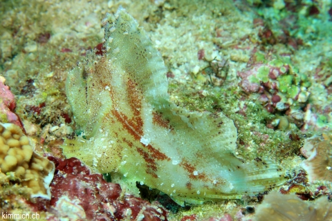 Taenianotus triacanthus, Schaukelfisch