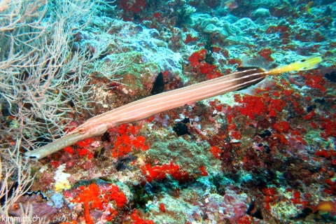 Aulostomus chinensis, Pazifischer Trompetenfisch