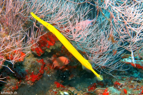 Aulostomus chinensis, Pazifischer Trompetenfisch