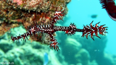 Solenostomus paradoxus, Harlekin-Geisterpfeifenfisch